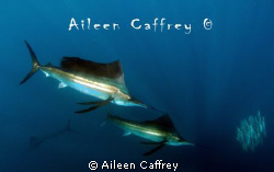 Sailfish and Marlin chasing baitball by Aileen Caffrey 